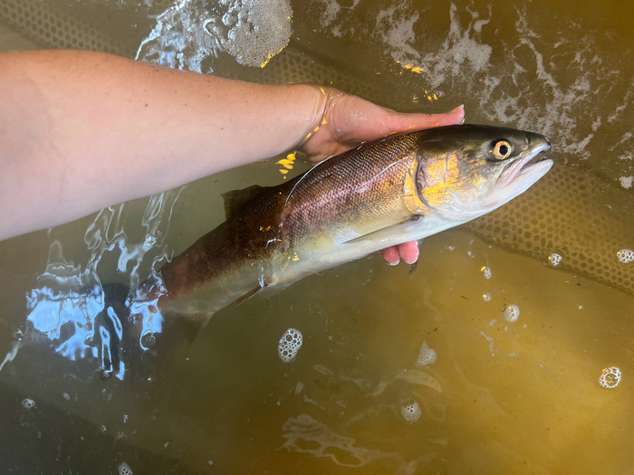 ��� ��������? �������� �����, ��� ��� ������������ (�����).