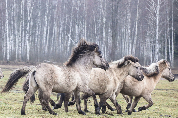 Это на словах вы все брутальные жеребцы, а на деле — домашние сыночки-корзиночки!