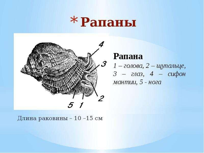 �������� ������ (����)�����.