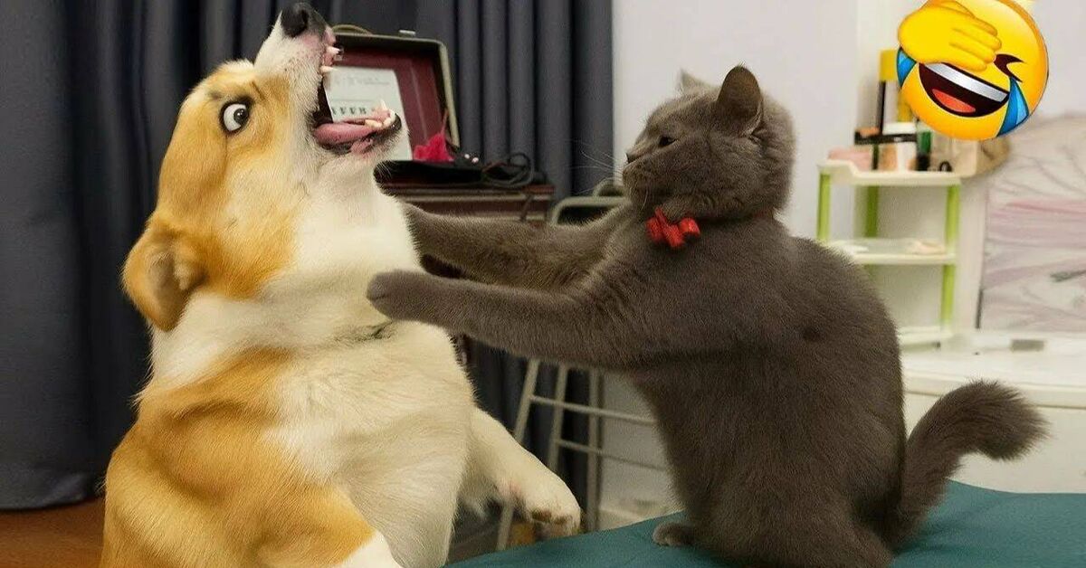 Funny and amusing animals))) - Rutube, Humor, Animals, Funny animals, Pets, cat, Dog, Funny, Milota, Fat cats, Paws, Cats and dogs together, Purring, Video