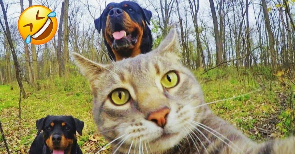 Funny and amusing animals))) - Rutube, Humor, Animals, Funny animals, Pets, Kus, Гусь, Paws, Fat cats, Milota, Funny, Cats and dogs together, Cat lovers, Video