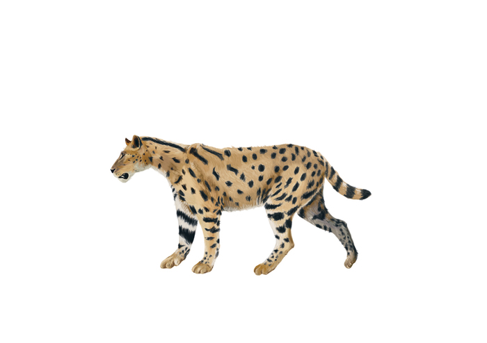 Lokotunjailurus emageritus