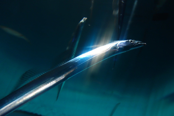 � ����� ���-������ ������� �������?