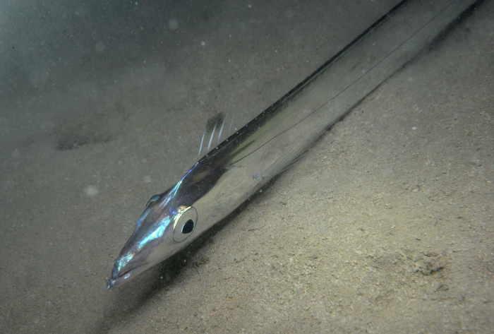 ���, ������� ������� ������� ����� � ���. ��� �� �� �������� �������!