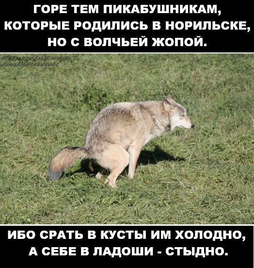 Ответ на пост «Король цитат»