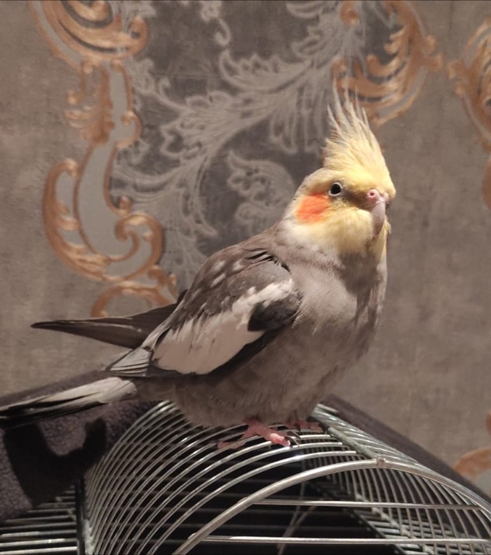 ������� �������