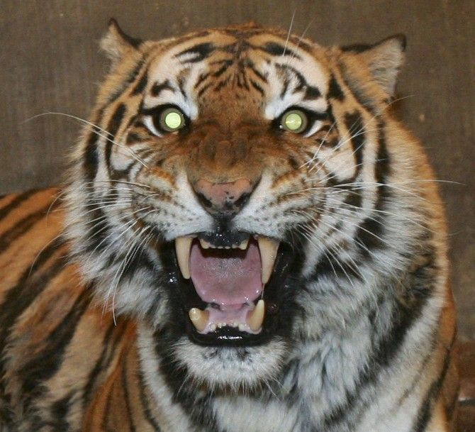 ���, ���, ���, ���������� ������ �����!