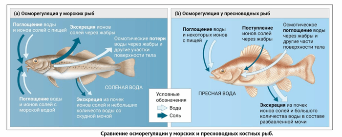 �������� � ����� �������� � ������� �����������. ���������, ����� �������������� ����� ������� ����� ����������� � �������� ����� ��������.