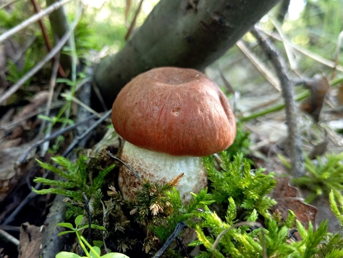 Подосиновик красный. Фото С. Кривошеева.