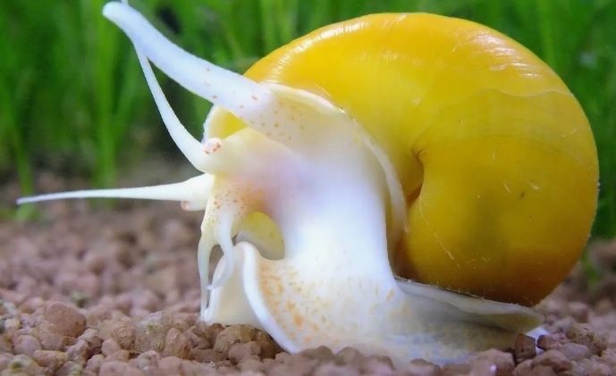 ������ ��������� ����, ����������, �����������