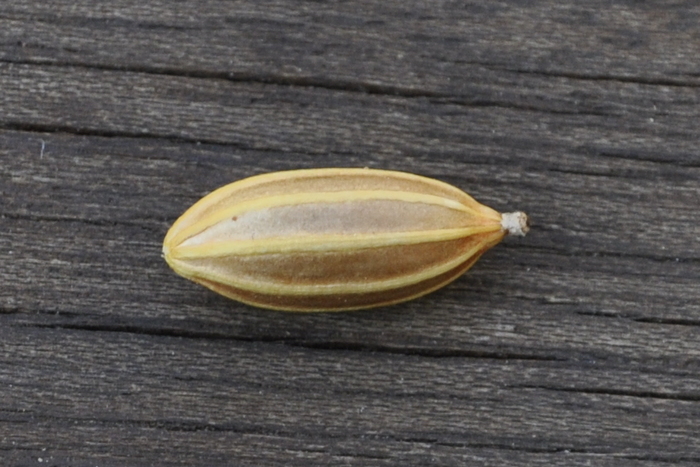 Косточка (семечко) лоха колючего. Фото Р. Цандекидиса.