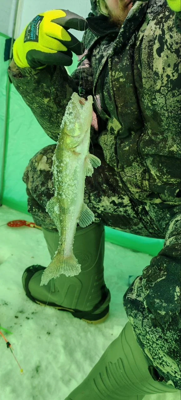 Zander - My, Fish perch, Winter fishing, Winter, Mobile photography, Fishing