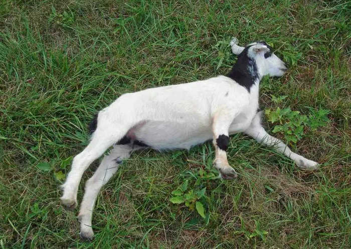 �����, ���� ��������.