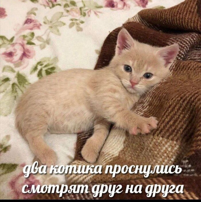 ��� �������