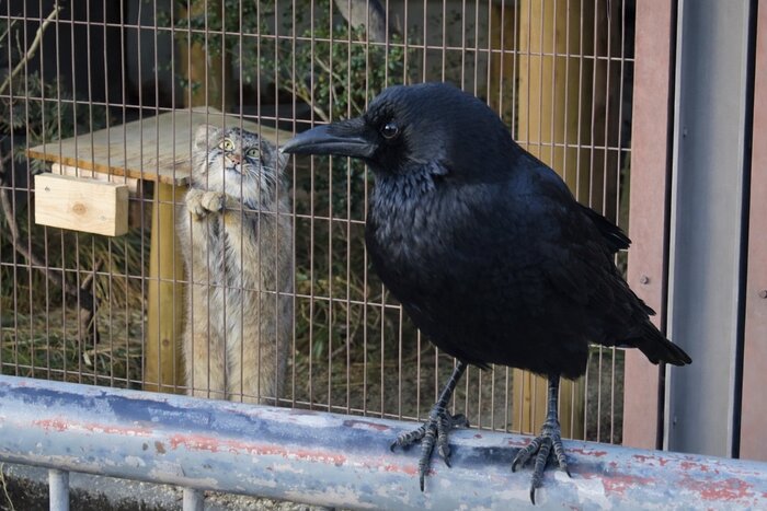 ����� ���, �� ��� �����