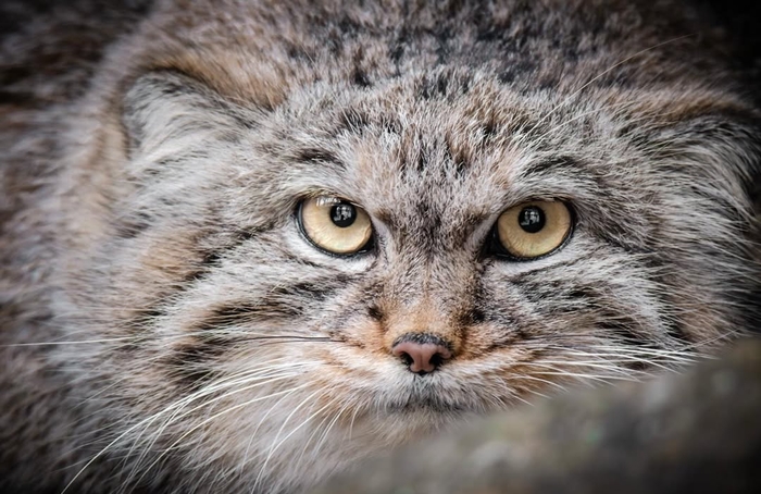 ������� ���������