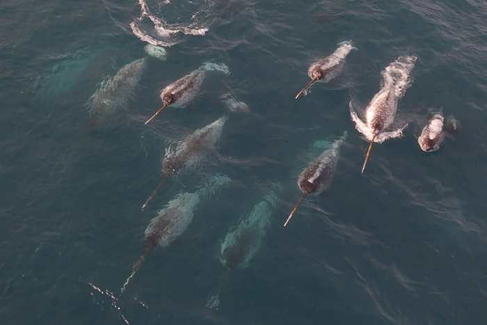 ������� ���������.