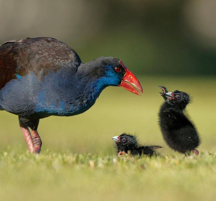 � ������� ����� ������� ���� ����� (������ ������� �� �������).