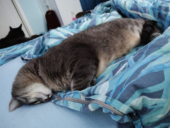 Кот, просто кот