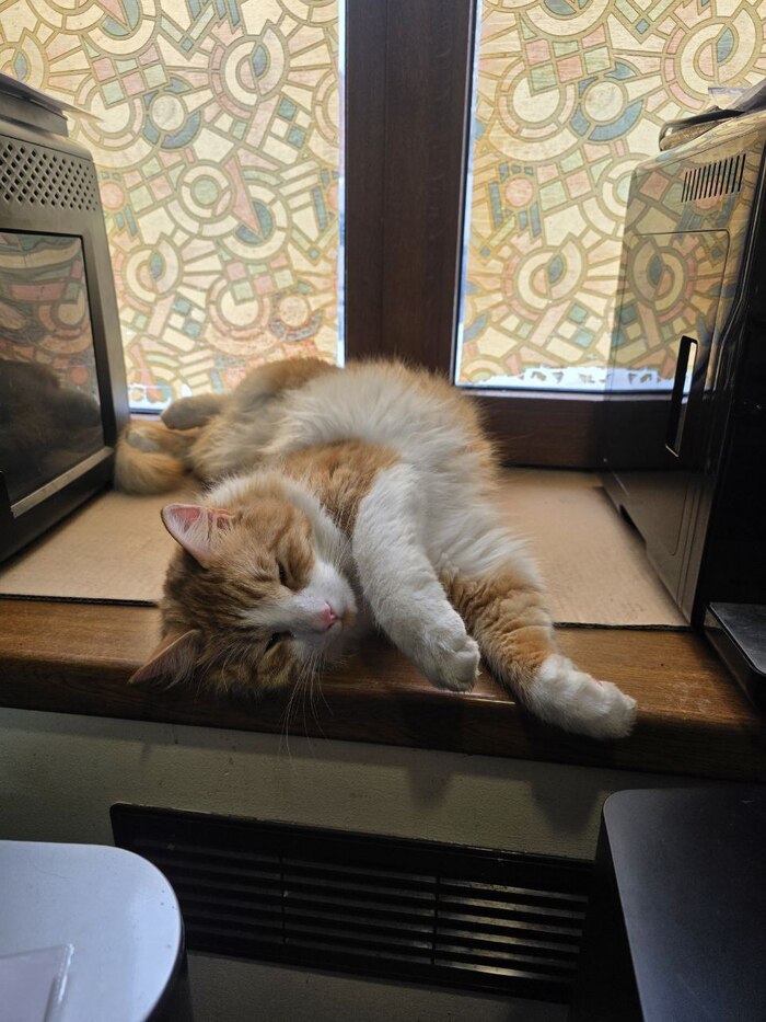 Работает не покладая лап!