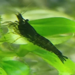 Messor.barbarus