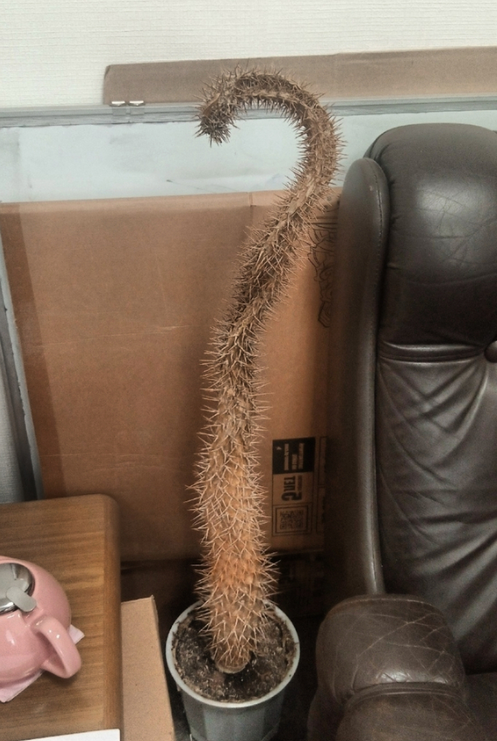 ������ ������: ��� �������� �������?