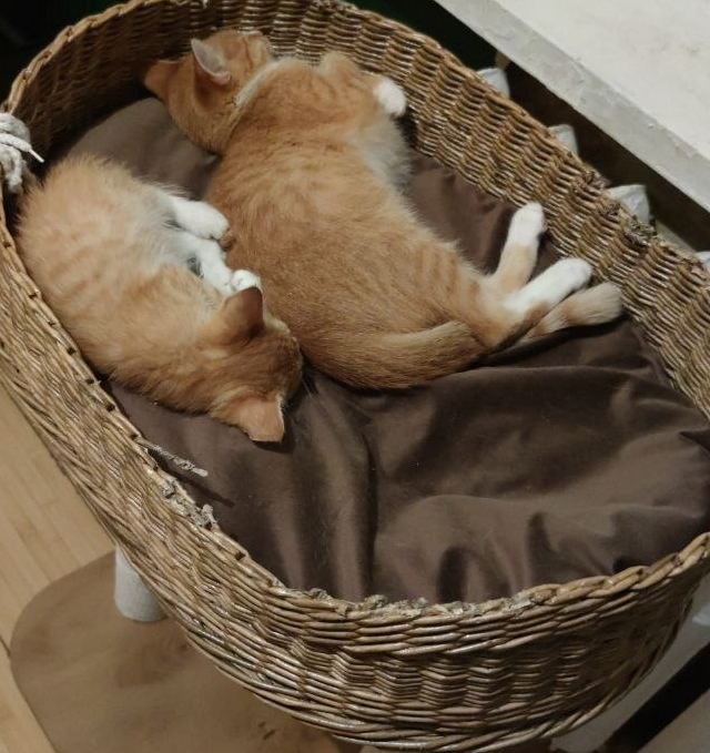 Две булочки в корзинке