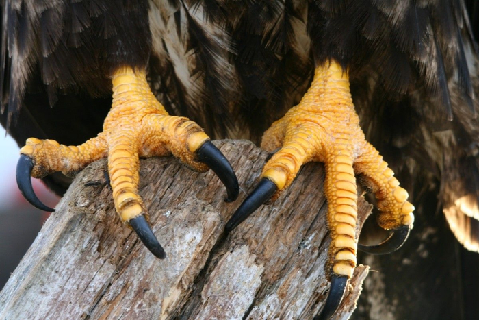 У диких орлов свой педикюр. Абсолютно бесплатный, между прочим!