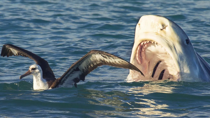 ������ �����, ����� ��������!