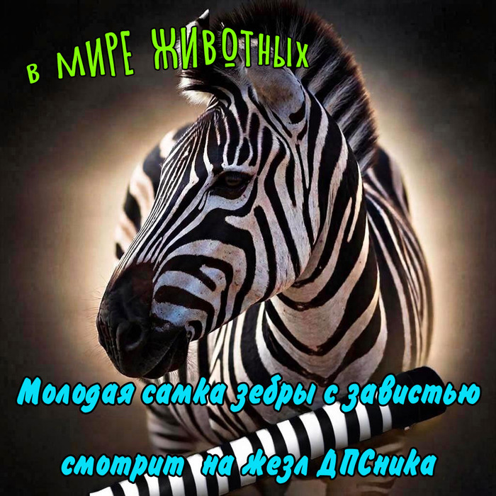 ������� ���� ��������