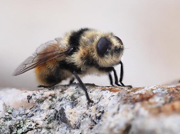 �����. ��� ����� ����� �����������