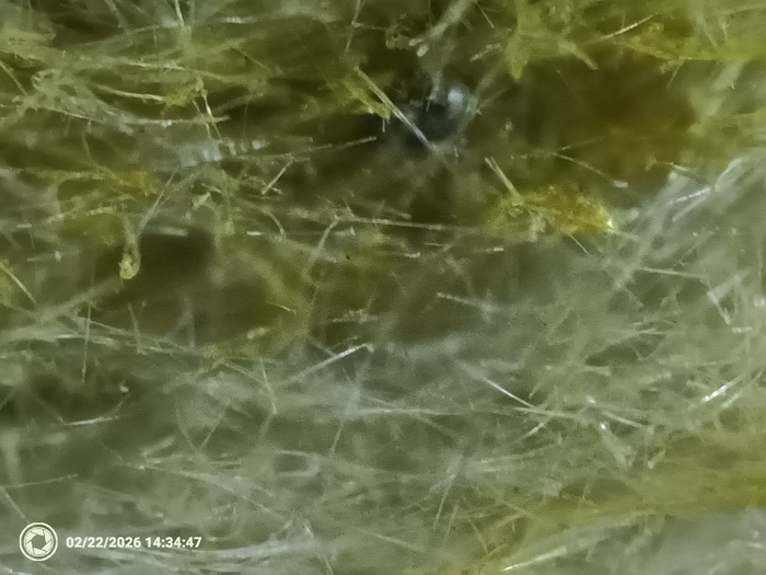 ���� �����