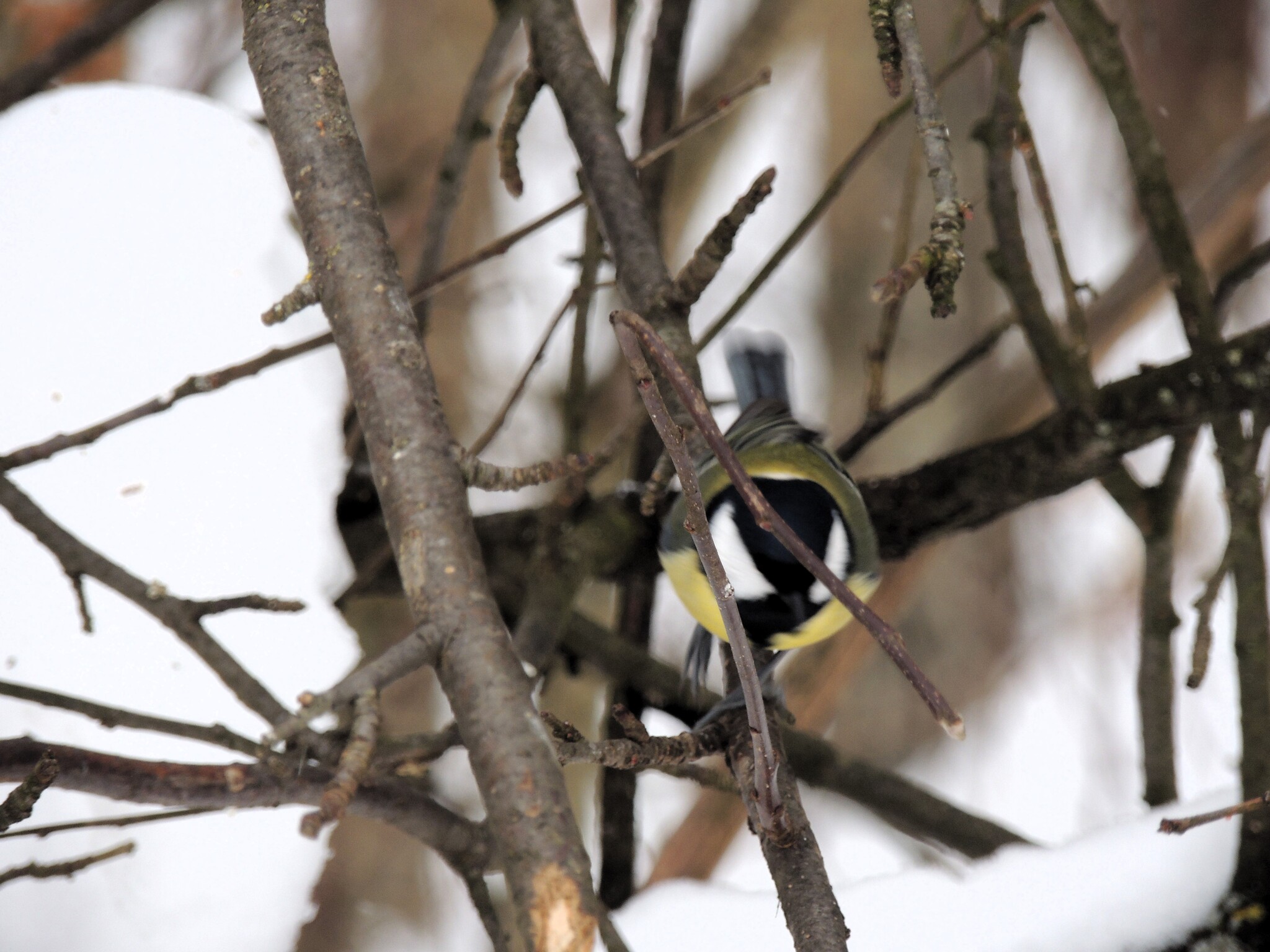Great tit - My, Big, Elk Island, Moscow, Nikon p510, wildlife, Longpost, Passeriformes, Birds