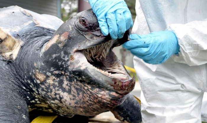 Поздравляем вас с появлением фобии, которую будет очень сложно объяснить окружающим.