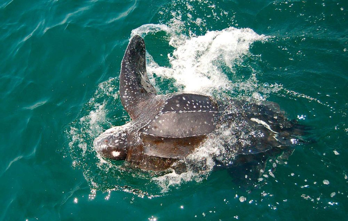 Представляете, какой смачный лещ получится дать такими ластами?