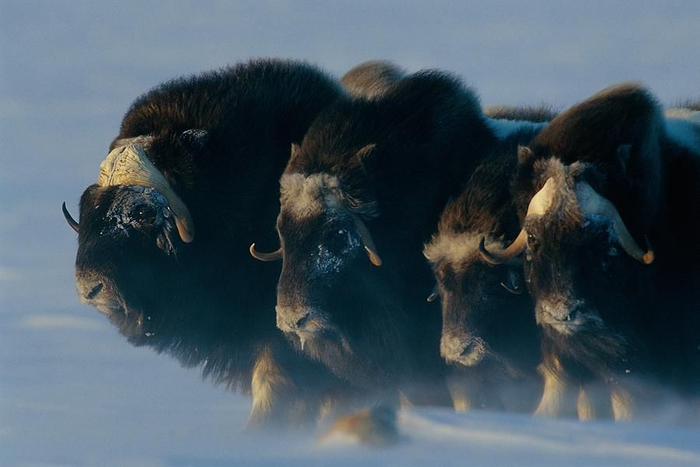 ������ �������� �������� ��� �� ������ ������ ������, �� ������ ����� �� �� �������. ����� 6000 ������.