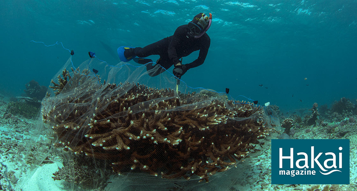 ���� �����������, ������� ������������.