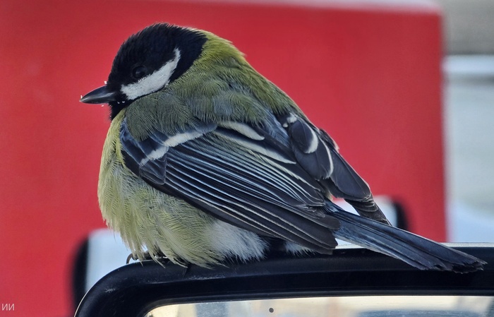 ������� ����