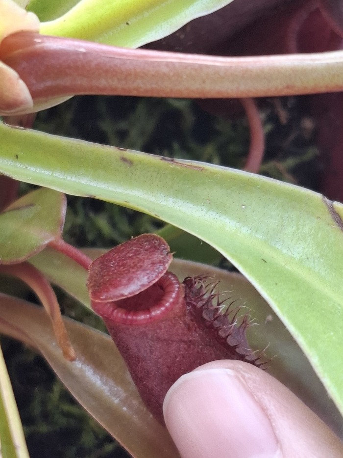 Если что я мужик просто ногти ещё не подстриг. Подстригаю перед школой