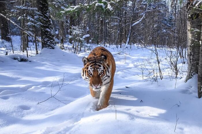 �������� ����