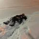 ����� ����� ������ ���� �����������