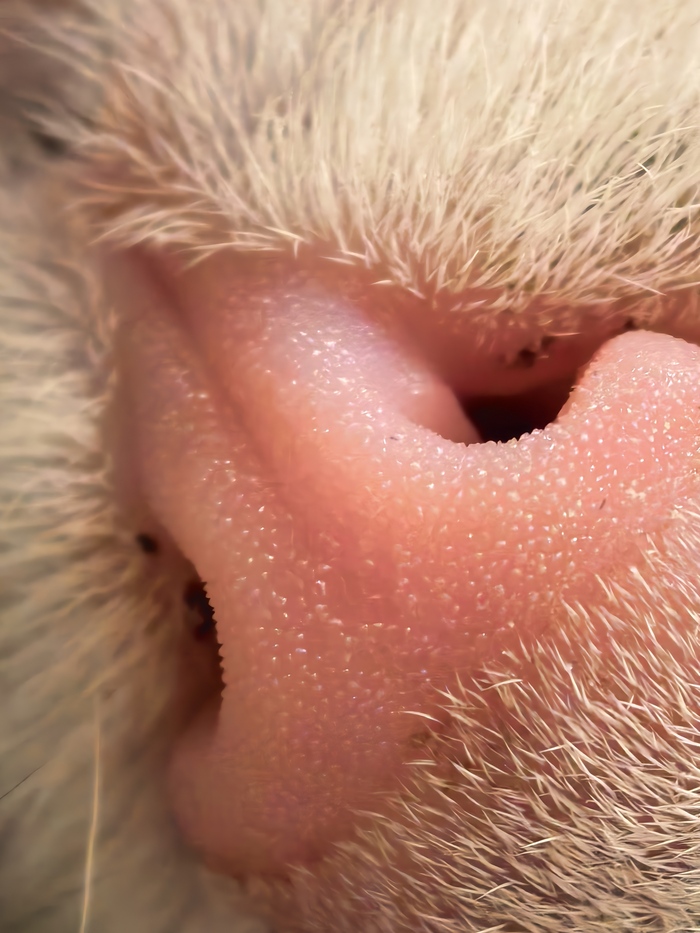 ��� ��� ��� ���������