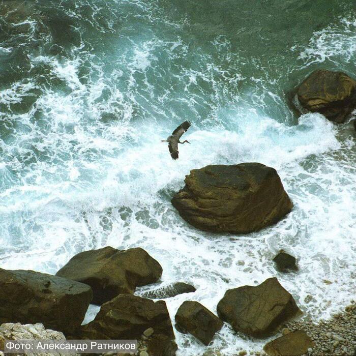 Суровая красота