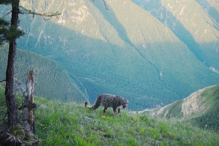Толстенький котик - беременная самка или просто красивый зверь?