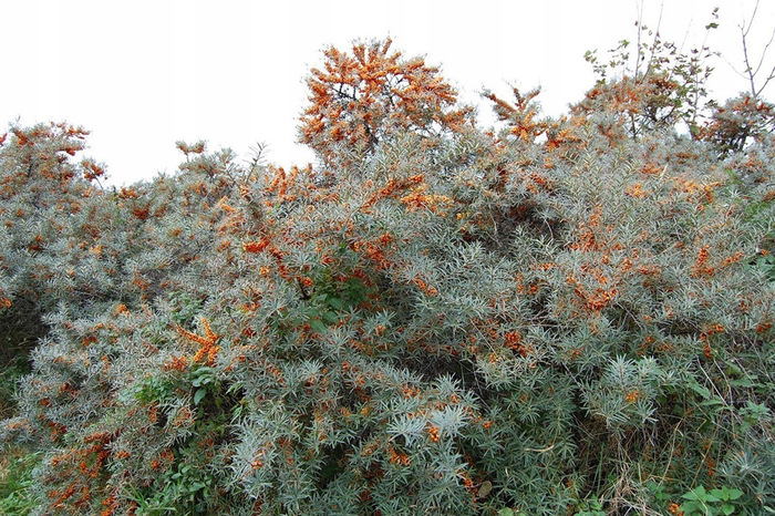 ���� � ����� <!--noindex--><a href="https://pikabu.ru/story/oblepikha_13738656?u=http%3A%2F%2Ftursar.ru&t=tursar.ru&h=2126642056aac4d3b4839d63b87b8488214e5d34" title="http://tursar.ru" target="_blank" rel="nofollow noopener">tursar.ru</a><!--/noindex-->