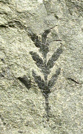 Побег мезаципарис. Поздний мел, Чукотка.