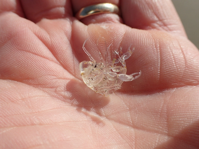 ����� �������, � �������� �������� ������ (�������).