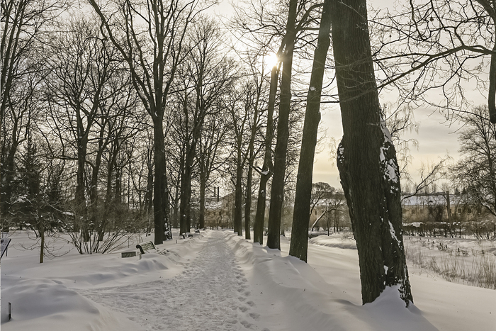 Парк БИН. Центральная аллея.