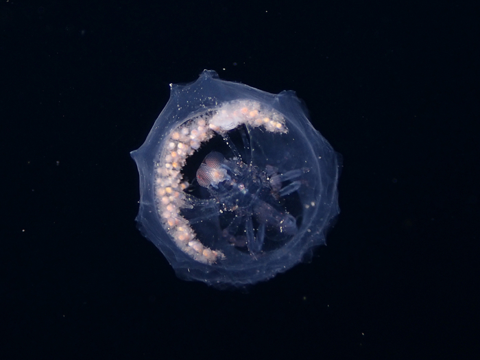 ��� � ����������� ����������� �����, ������� ���� � �������.