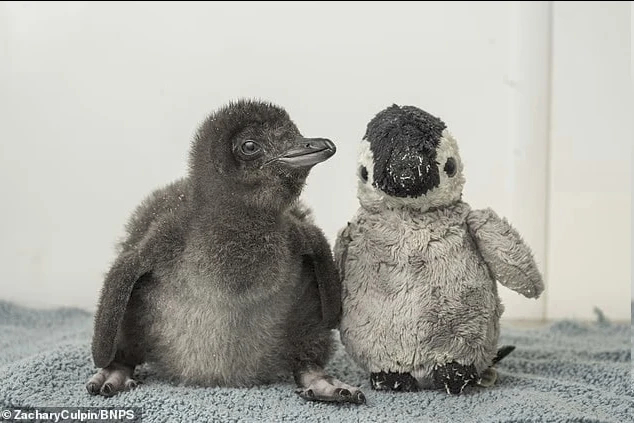 ����������� ���� ����������� ��������, ����� �� �� ������